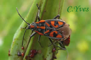 Spilostethus saxatilis.