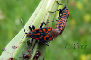 Spilostethus saxatilis, Punaises à damier