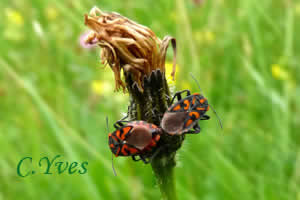 Spilostethus saxatilis, Lygée des pierres