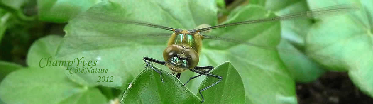 Cordulia aenea.