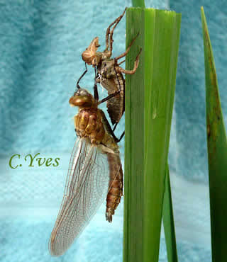 Libellule: Cordulie bronzée, Cordulia aenea.
