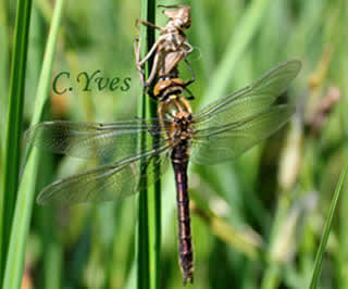 Cordulia aenea