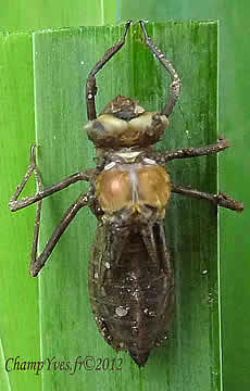 Cordulia aenea.