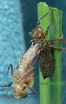 Cordulia aenea, Cordulie bronzée.