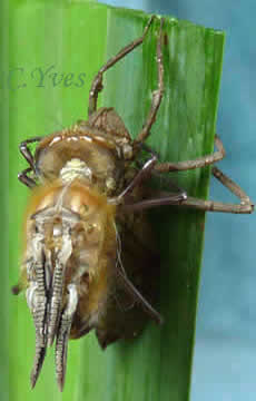 Cordulia aenea.