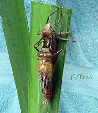 Cordulia aenea.
