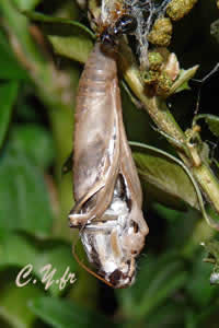 Pyrale du buis, Diaphania perspectalis : émergence
