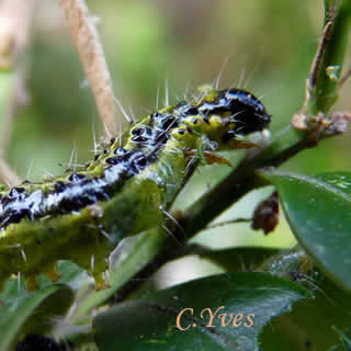 Cydalima perspectalis, chenille au dernier stade 