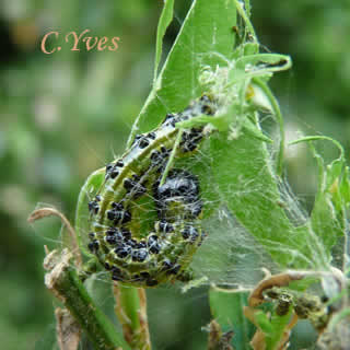 Pyrale du Buis: Cydalima perspectalis