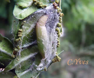 Cydalima perspectalis, Diaphania perspectalis, pupe de dans son cocon.