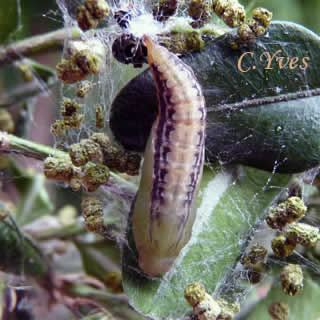 Diaphania perspectalis, pupe côté dorsal.