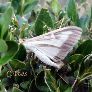 Pyrale du Buis adulte.