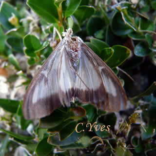 Cydalima perspectalis, la pyrale du buis.