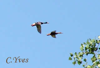 Anas platyrhynchos, Canard colvert