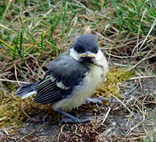 Parus major, Mésange charbonnière