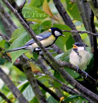 Parus major, Mésange charbonnière