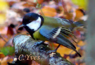 Mésange charbonnière