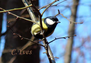 Parus major, Mésange charbonnière