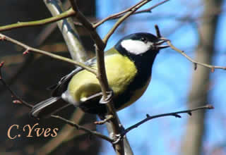 Parus major, Mésange charbonnière
